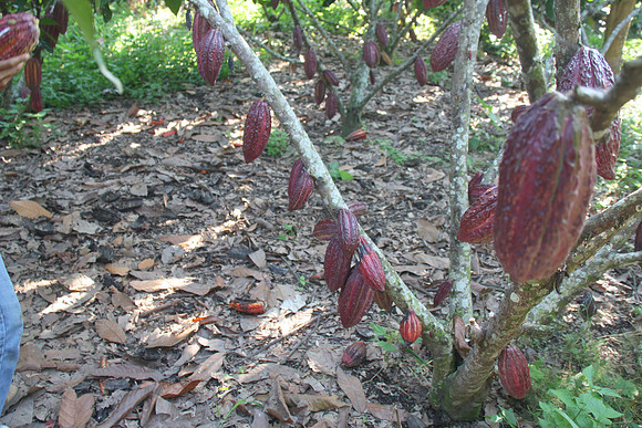 Cacaoplantage