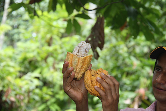 Cacao