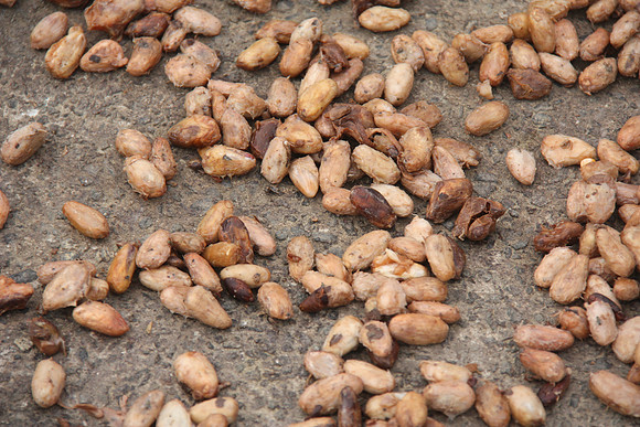 Cacao