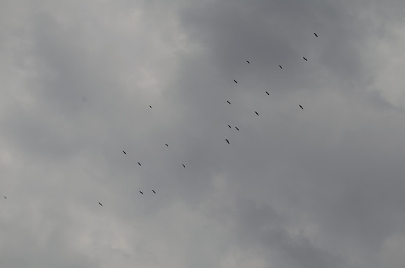 Vogelsspotten