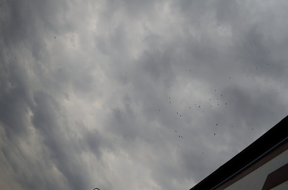 Vogelsspotten