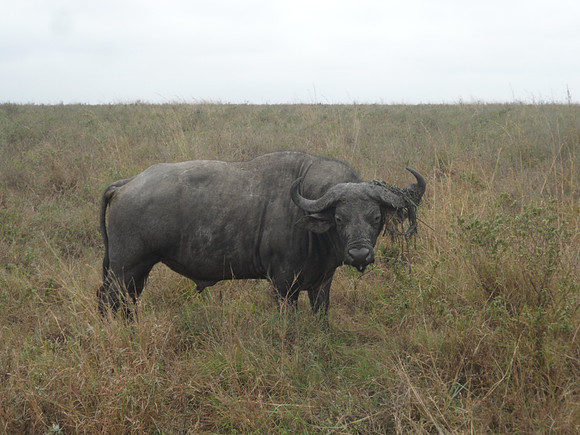 41 Safari