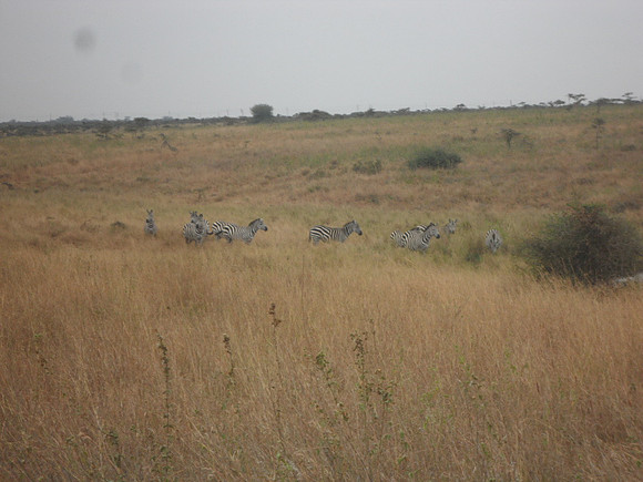 46 Safari