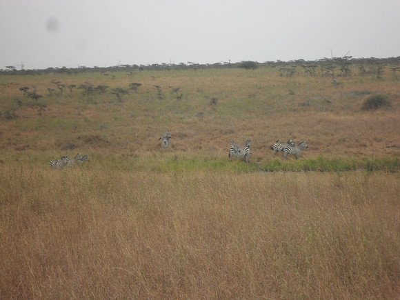 44 Safari