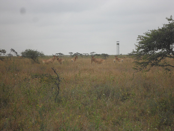 47 Safari
