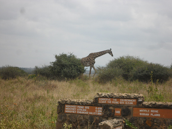 56 Safari