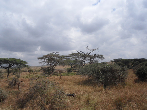 53 Safari