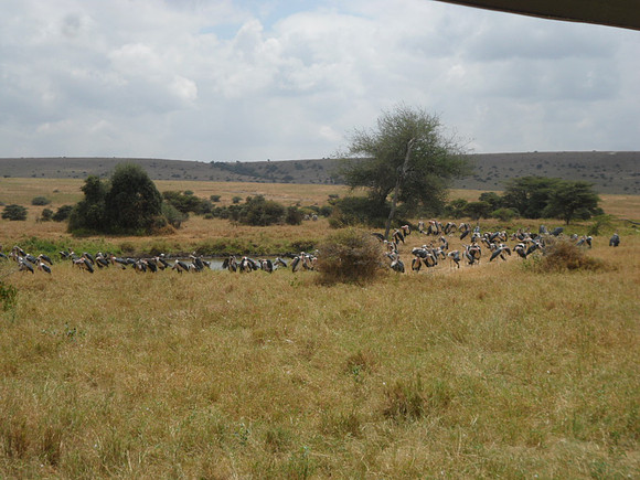 54 Safari