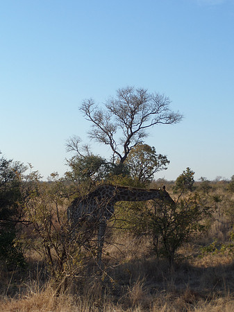 Giraffe in het Krugerpark.