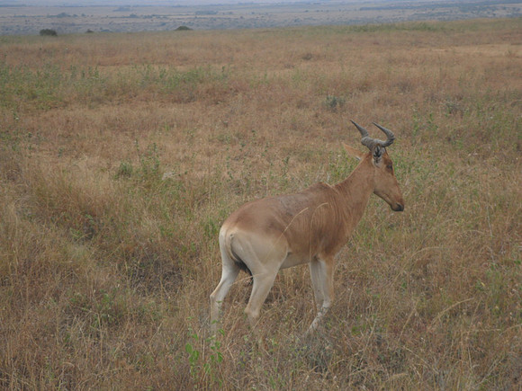 49 Safari