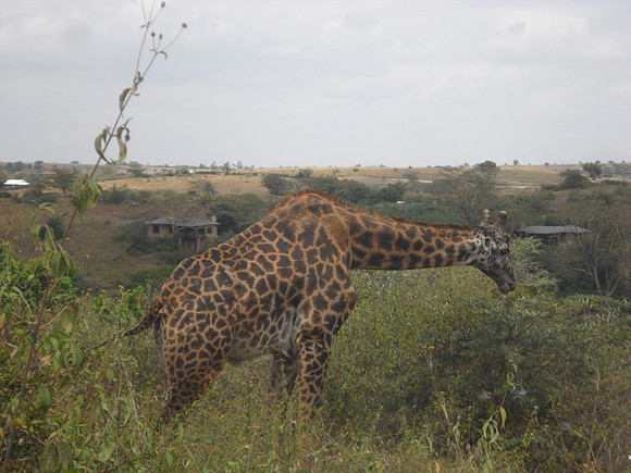 58 Safari